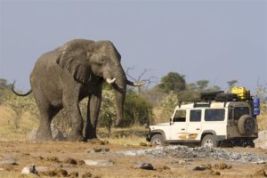 African safari animals